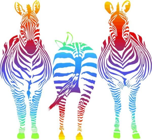 Rainbow Zebra Digitally Printed Photo Roller Blind - Image 2
