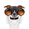 Binoculars Dog Digitally Printed Photo Roller Blind - Image 2