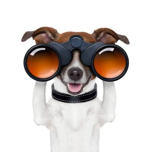 Binoculars Dog Digitally Printed Photo Roller Blind - Image 2