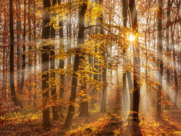 Autumn Forest Trees Digitally Printed Photo Roller Blind - Image 2