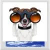 Binoculars Dog Digitally Printed Photo Roller Blind