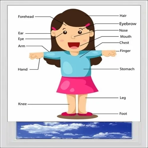 Parts Of The Body Girl Digitally Printed Photo Roller Blind